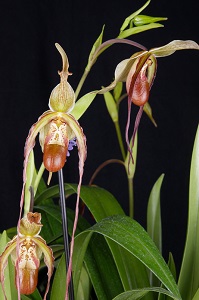 Phragmipedium Grande Orchid Fest AM/AOS 81 pts.